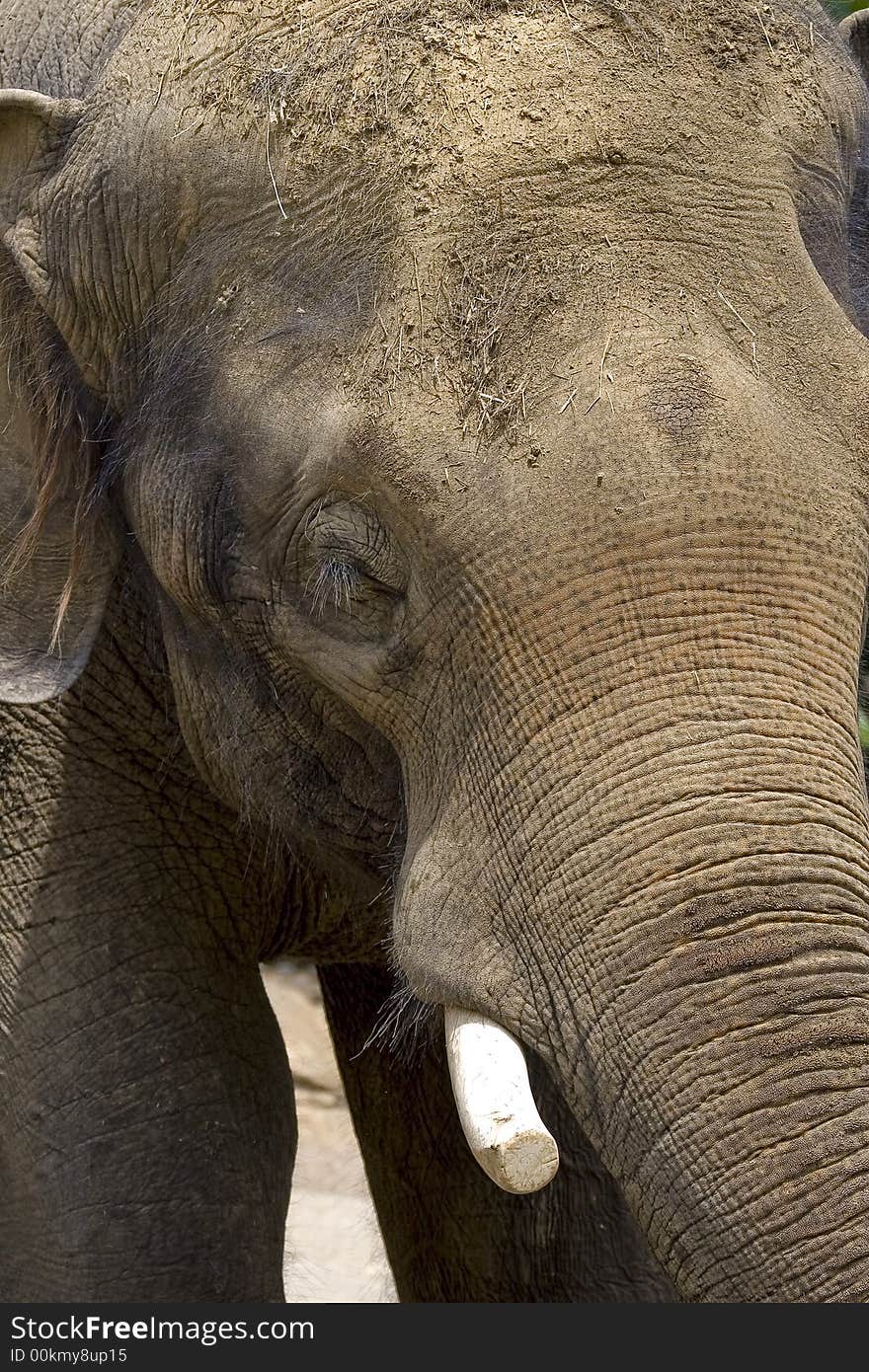 Close up of an old African Elephant