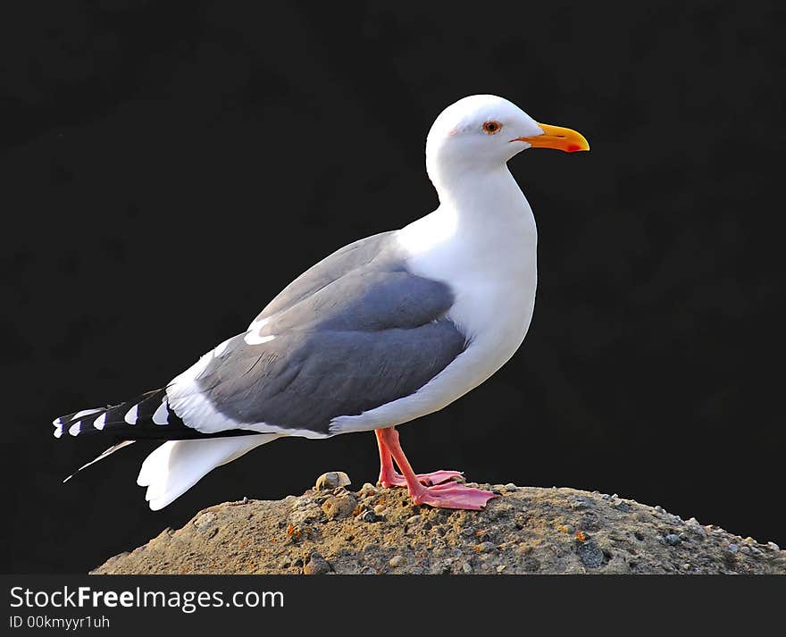 Seagull On A Rock