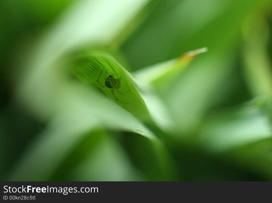 Spider in leaf