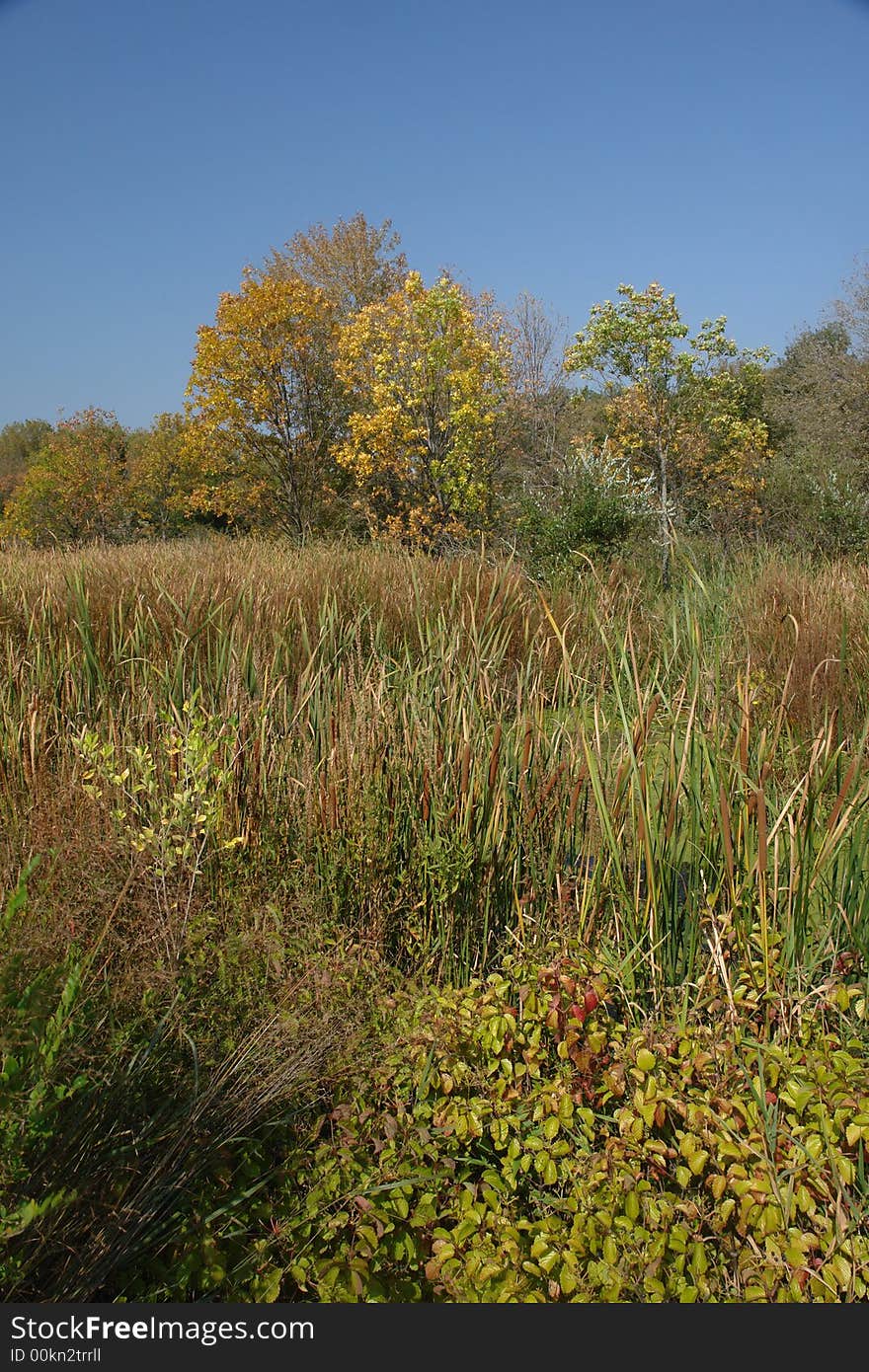 Grass And Bushes