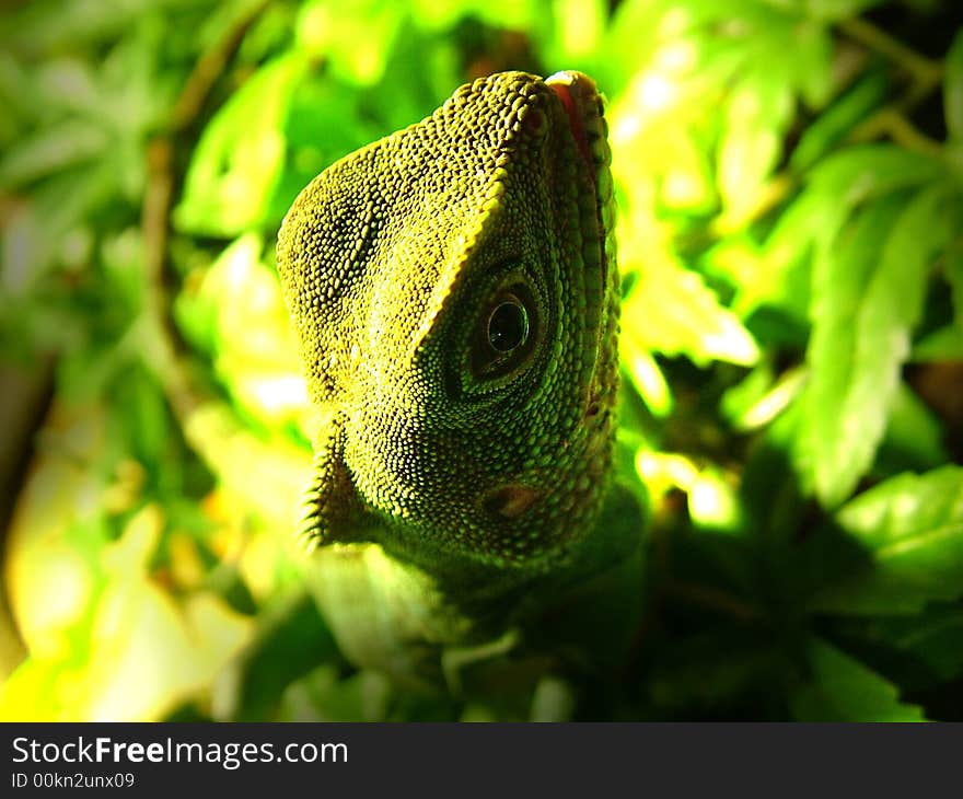 Chinese Water Dragon posing for the camera. Chinese Water Dragon posing for the camera