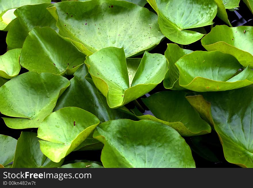 Lilly Pads