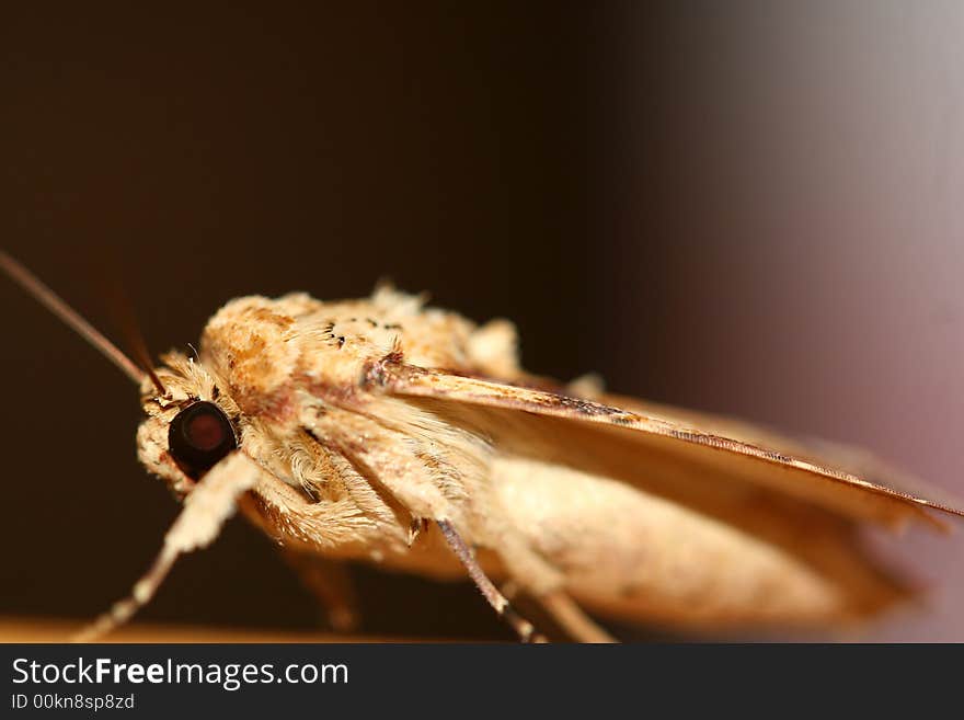 Macro butterfly detail over the table