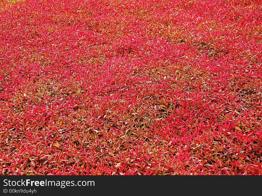 Autumn carpet from small decorative plants which leafs are red