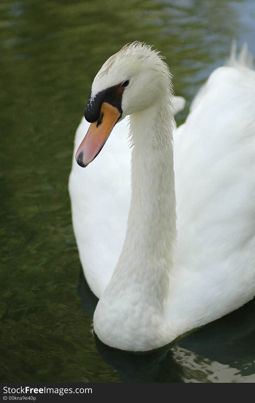 A beautiful white mute swan swims toward the camera. A beautiful white mute swan swims toward the camera.