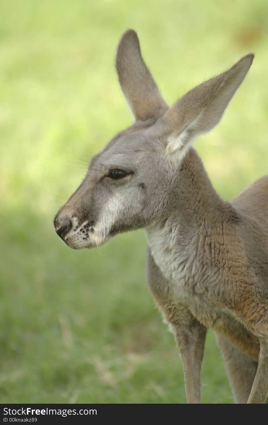 A portrait of an adorable kangaroo.