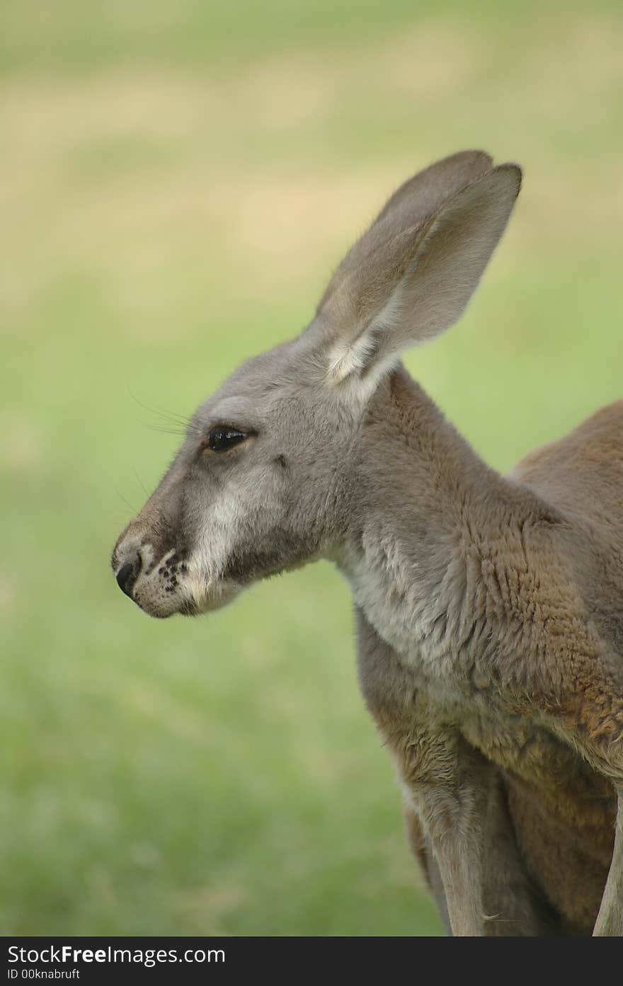 A portrait of an adorable kangaroo.