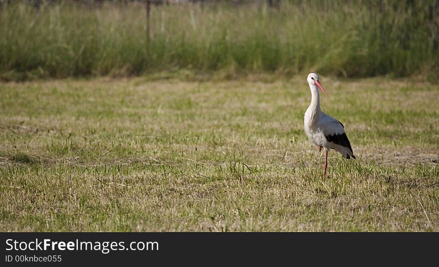 Stork on the green background. Stork on the green background