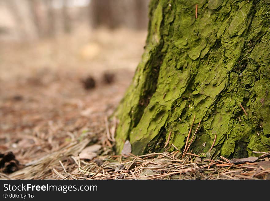 Tree trunk covered by a green moss. Tree trunk covered by a green moss