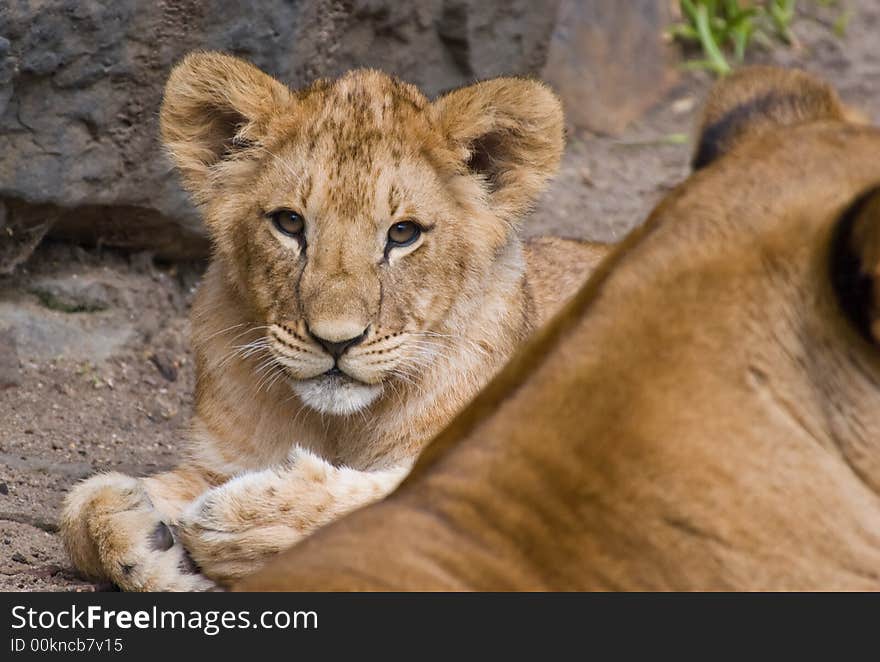 Cute lion cub looking at the camera