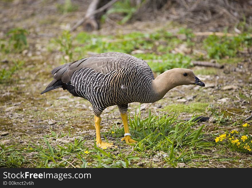 Pheasant