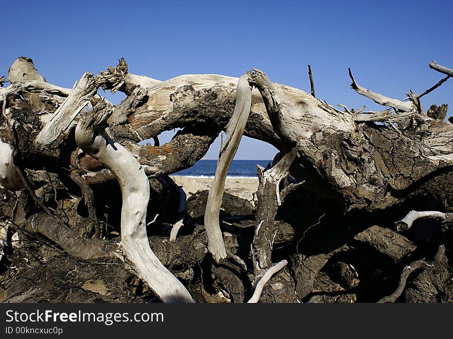 An old tree at the beach, Greece