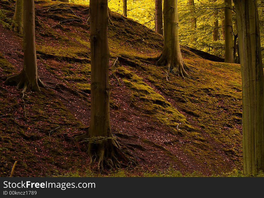 Beautiful autumn colors in the forest. Beautiful autumn colors in the forest