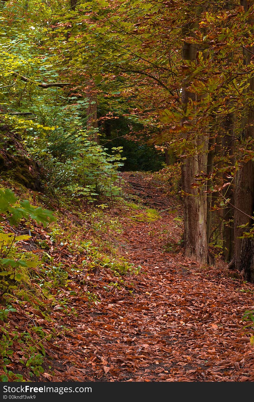 Beautiful autumn colors in the forest. Beautiful autumn colors in the forest