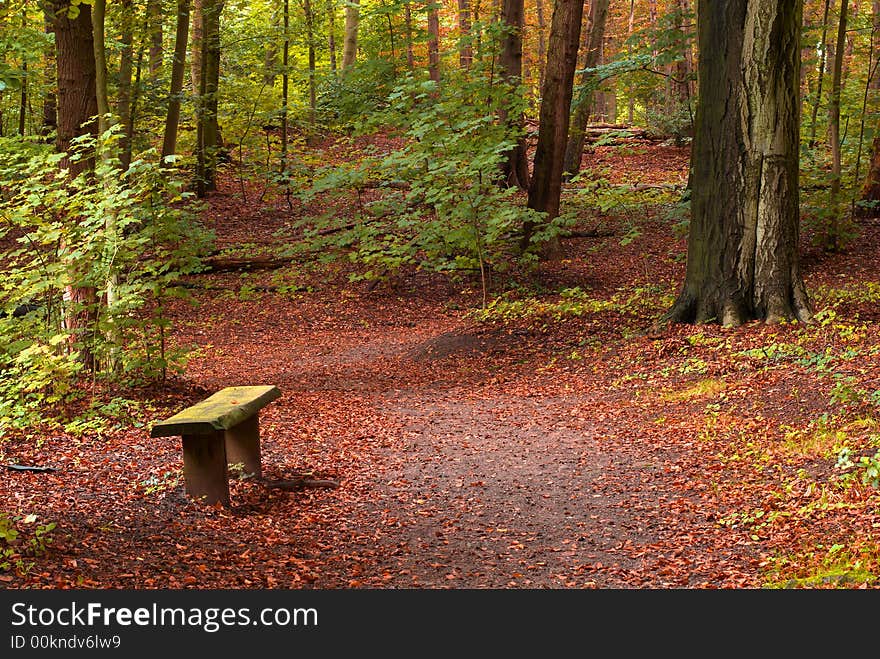 Beautiful autumn colors in the forest. Beautiful autumn colors in the forest