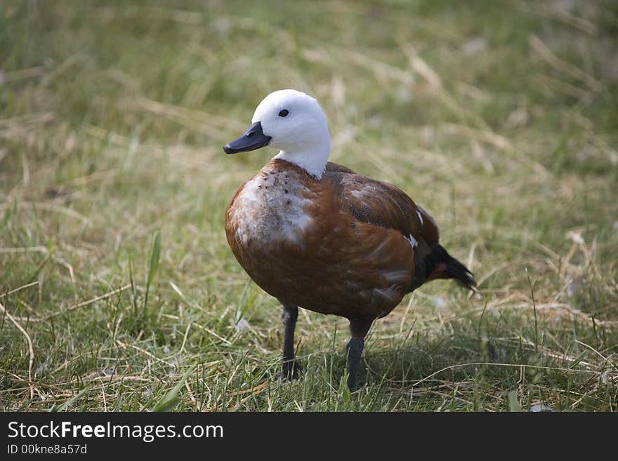 Brown duck on green grass