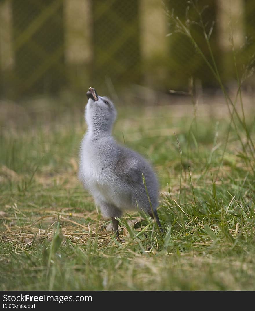 Young duck - duckling on green background