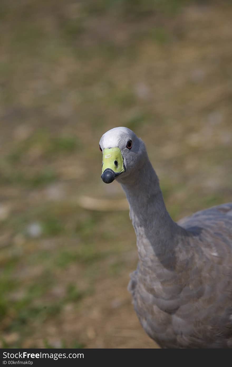 Brown and white goose by blue lake