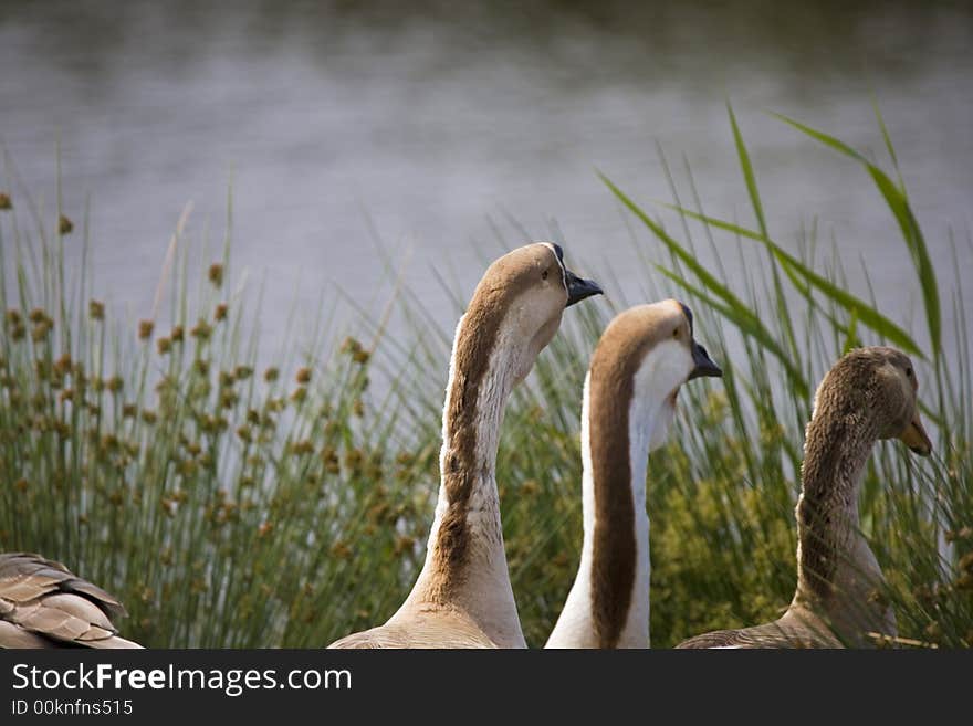 Brown and white goose by blue lake