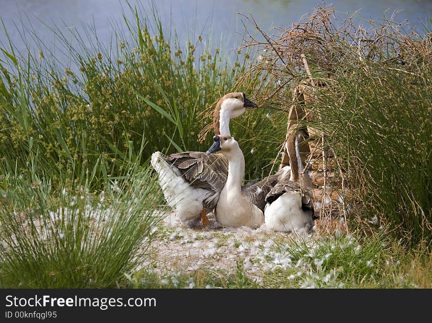 Brown and white goose by blue lake