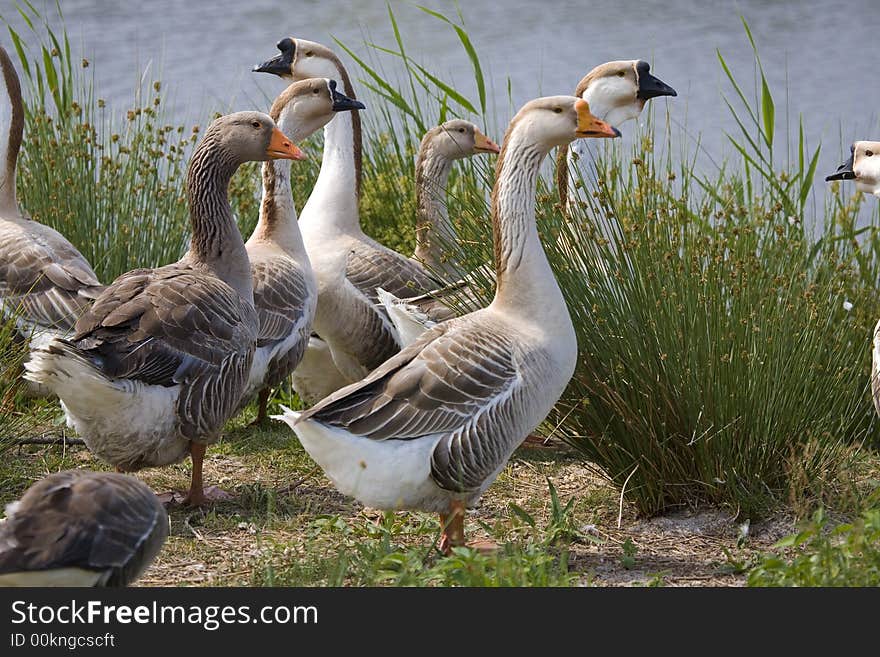 Brown and white goose by blue lake