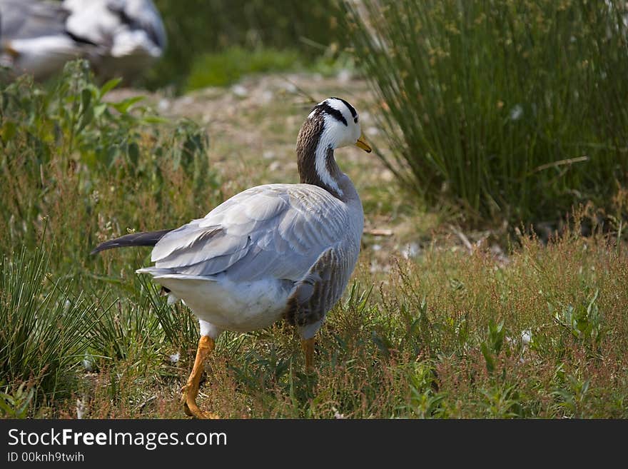 Brown and white goose by blue lake