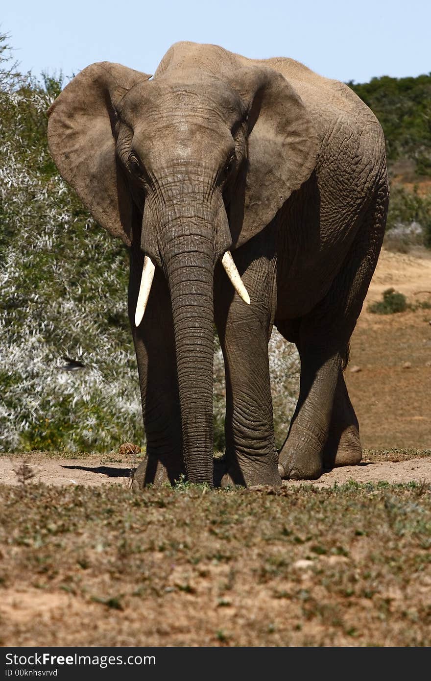 Bull elephant standing in the road. Bull elephant standing in the road