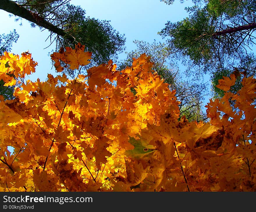 Golden leaves in an autumn wood. Golden leaves in an autumn wood