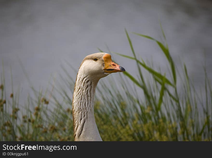 Brown and white goose by blue lake