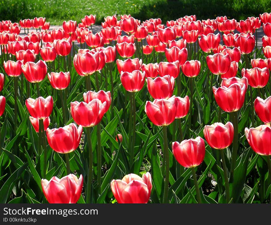 Beautiful red tulips in summer day