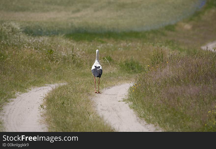 Stork go in the way through meadow. Stork go in the way through meadow