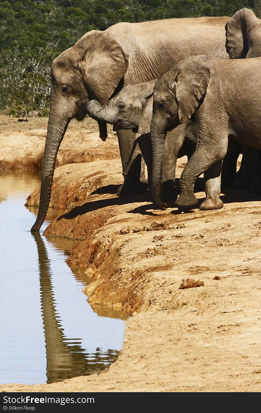 Elephant dipping his trunk in the water