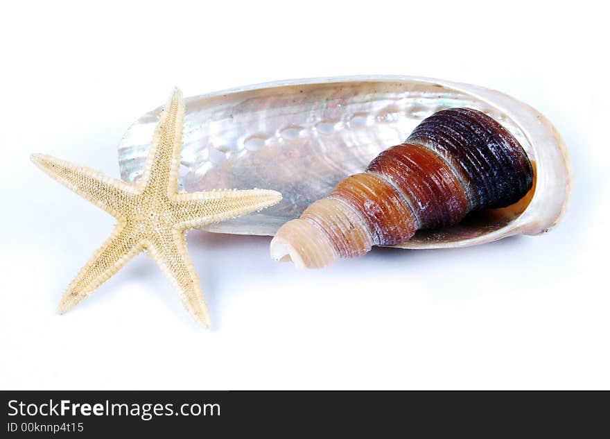 Collection of shells and starfish isolated.