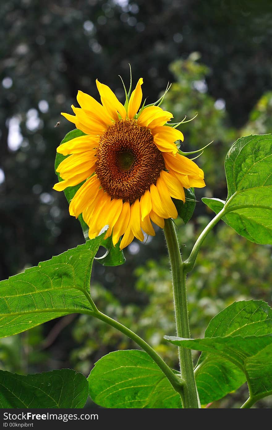 Sunflower