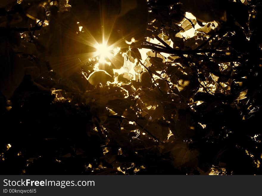 Sun rays shining through the branches. Sun rays shining through the branches