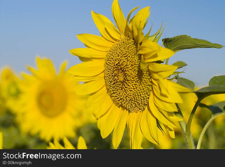 Colorful sunflower and blue sky. Colorful sunflower and blue sky