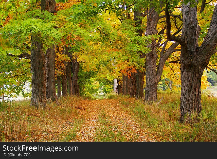 Maple leaf trees on autumn