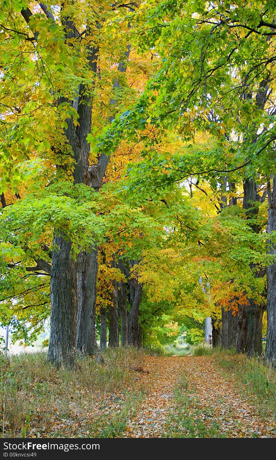 Maple Leaf Trees On Autumn