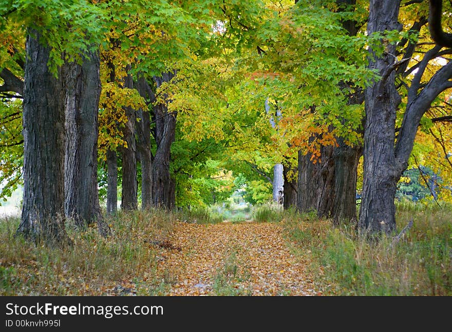 Maple Leaf Trees On Autumn