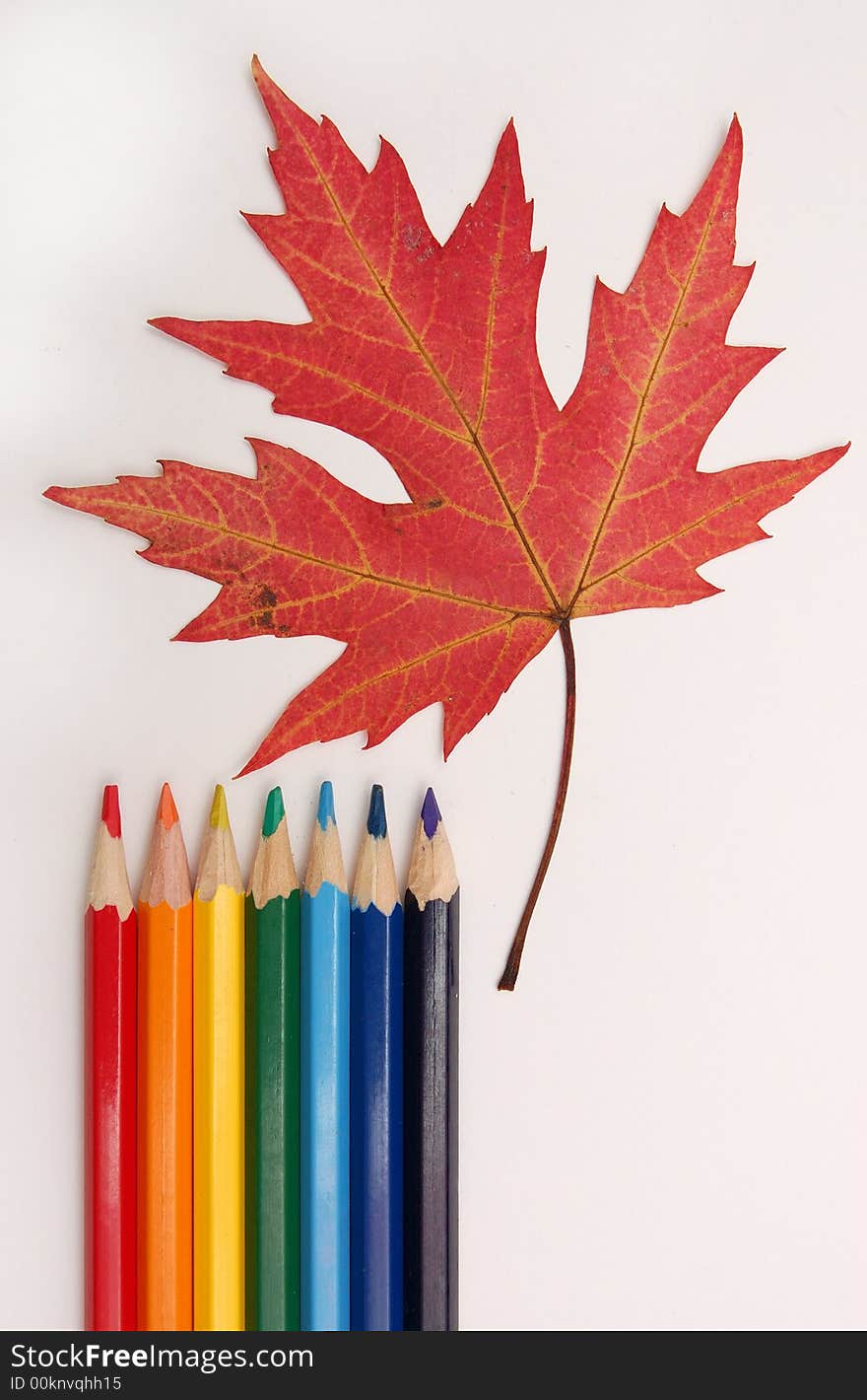 Maple leaf and color pencils. Maple leaf and color pencils