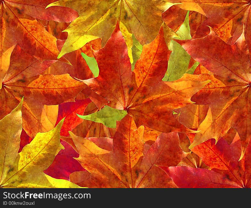 A pile of colorful autumn leaves. A pile of colorful autumn leaves