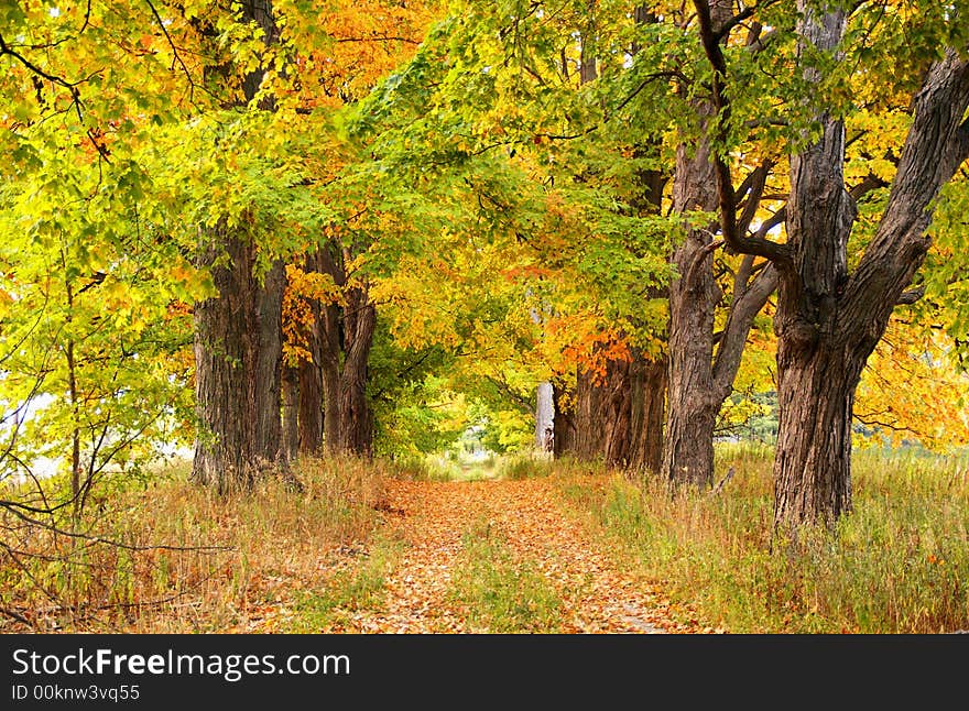 Maple leaf trees on autumn