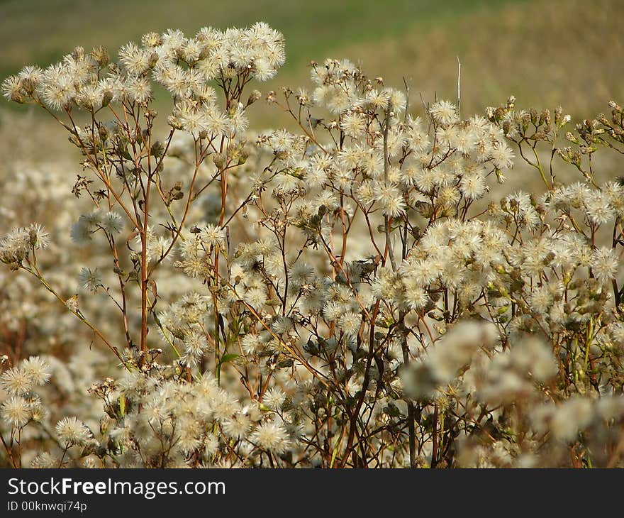 Generic vegetation flora, flower, savage, 
seasonal, thistle, thorn. Generic vegetation flora, flower, savage, 
seasonal, thistle, thorn