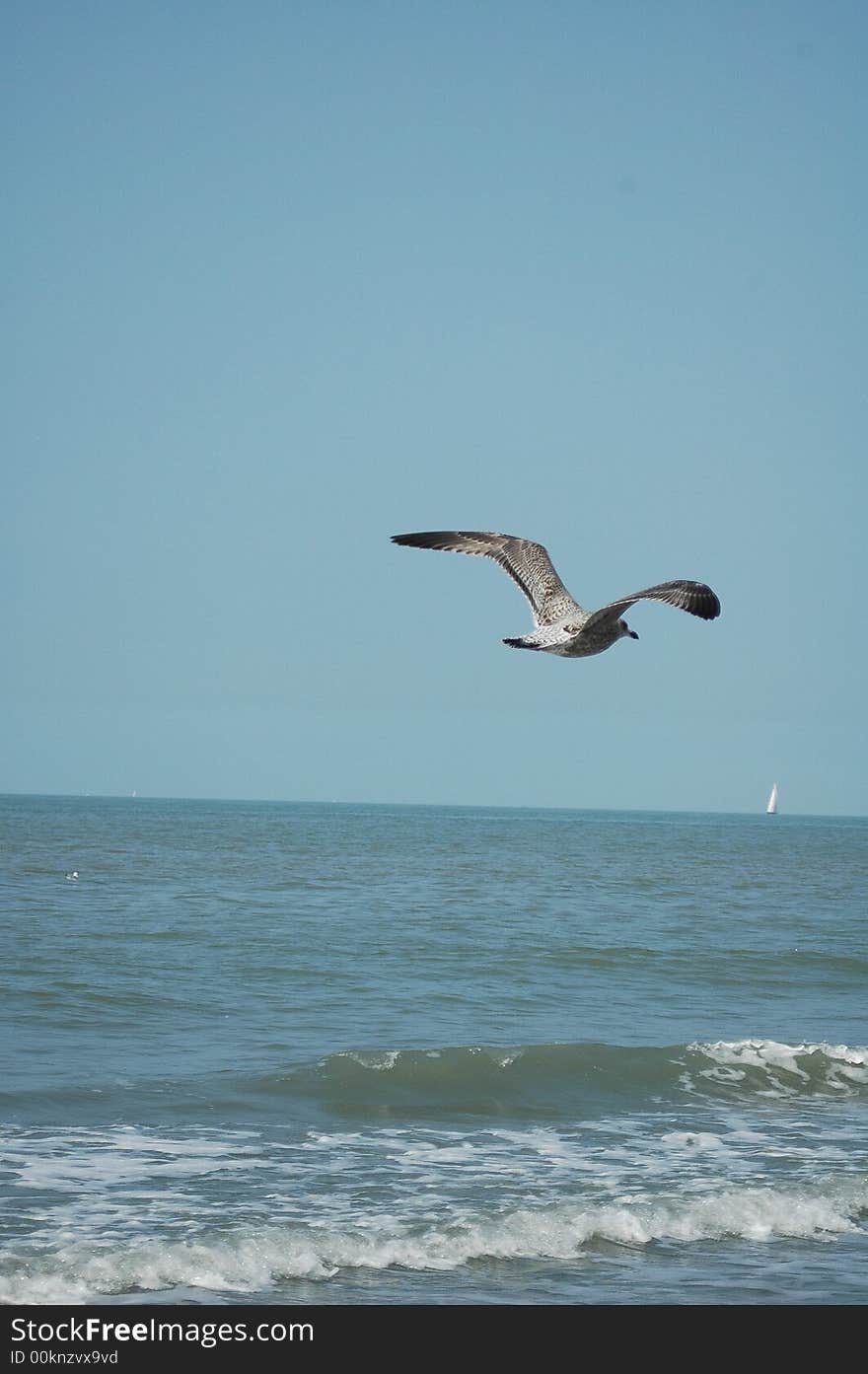 A beautifull gull on the beach. A beautifull gull on the beach