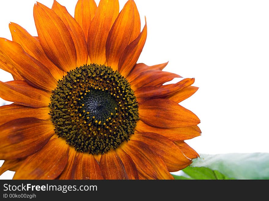 Beautiful orange decorative Sunflower petals closeup