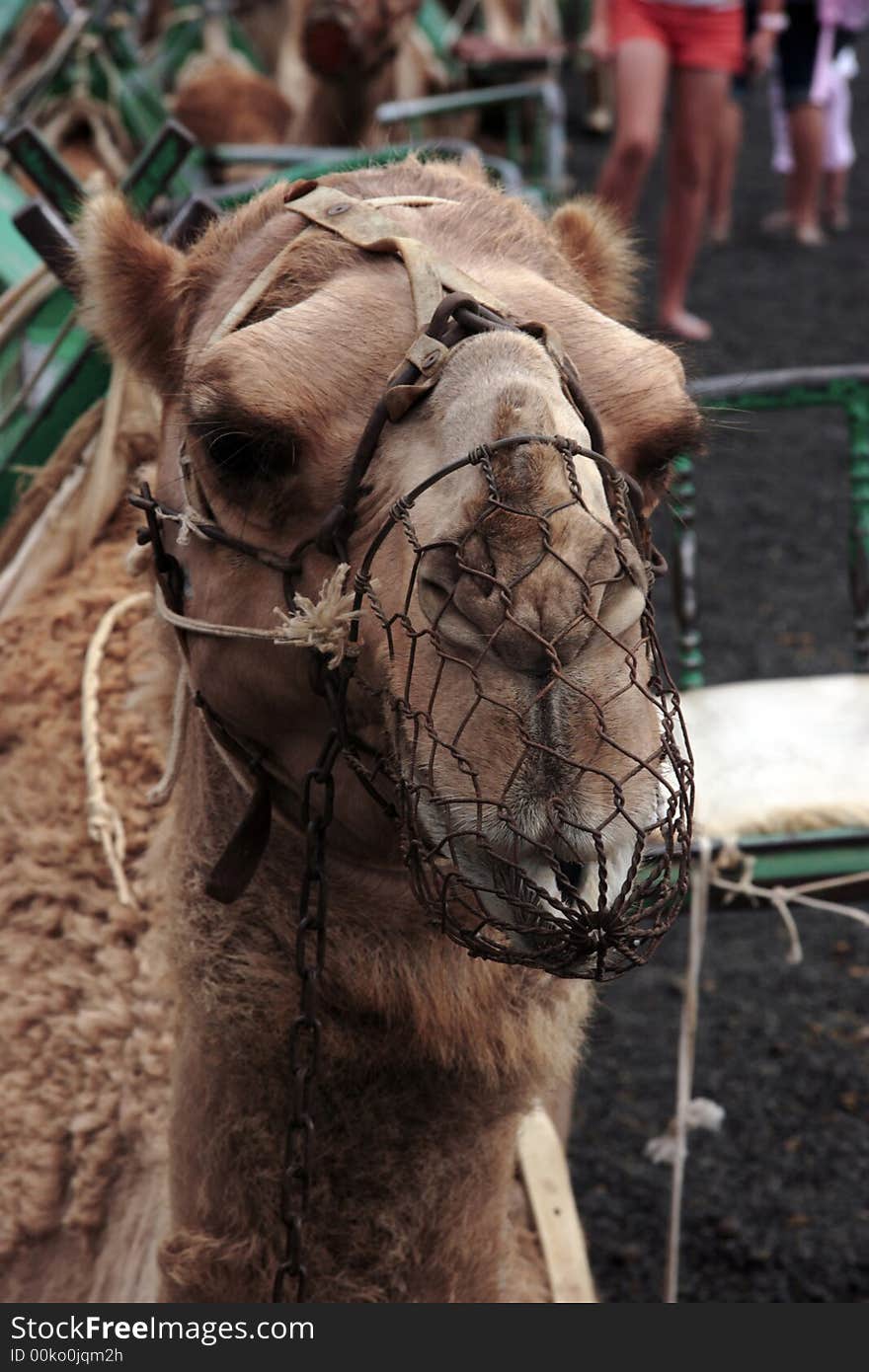 Camel Portrait