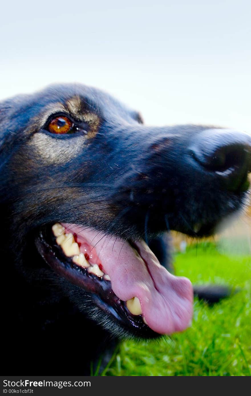 Dog with the tongue hanging out. Dog with the tongue hanging out