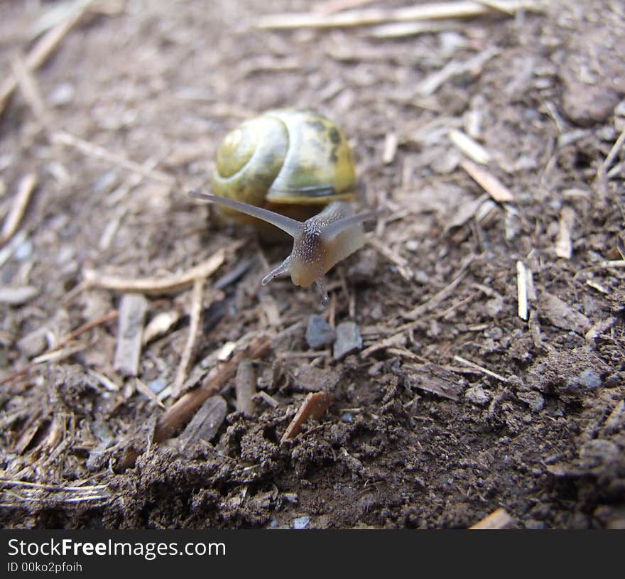 Snail on path with green shell. Snail on path with green shell