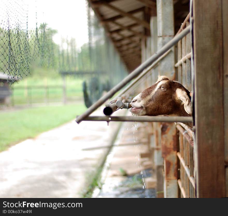 A thirsty goat drinking from a tap in a farm. A thirsty goat drinking from a tap in a farm.