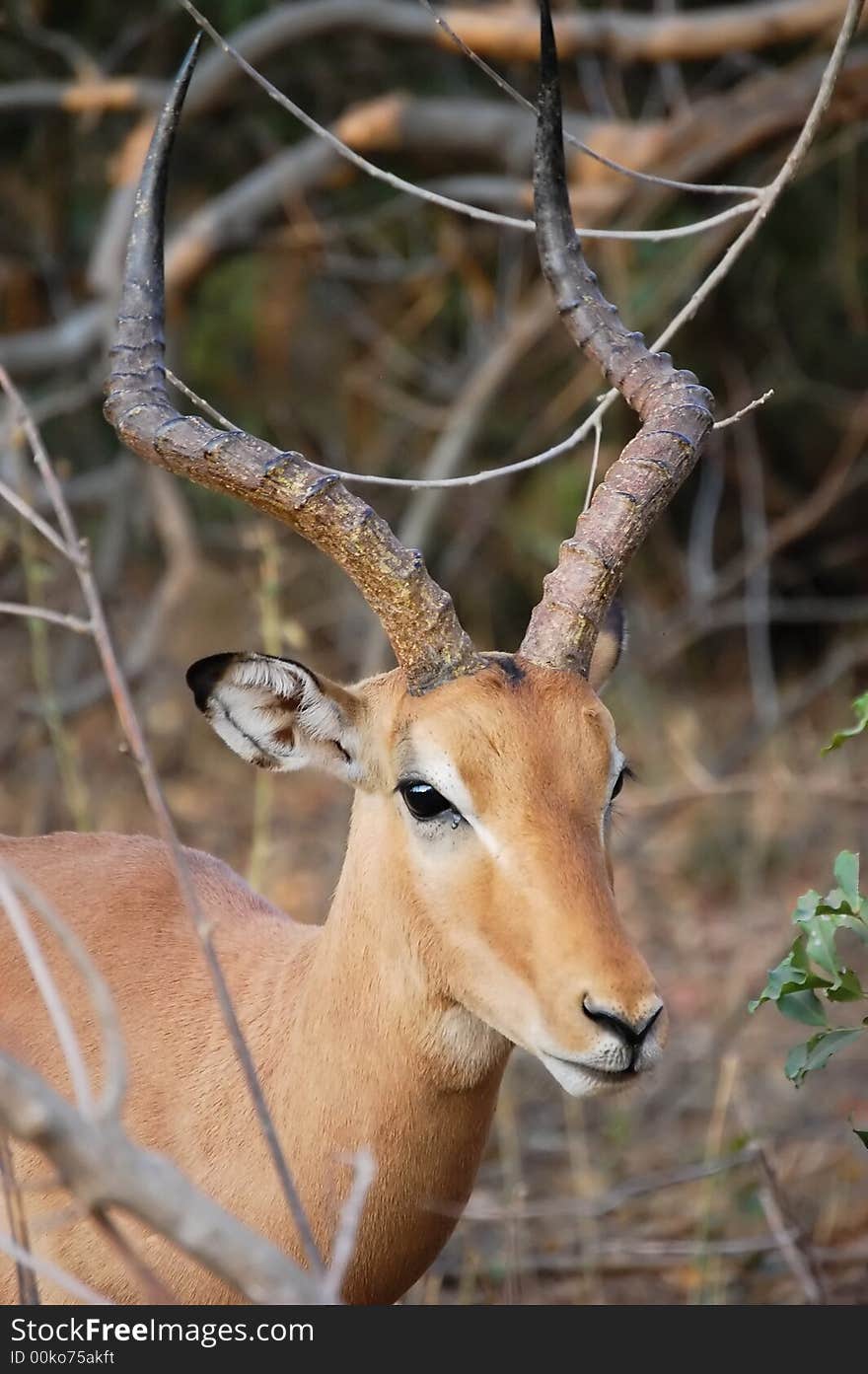 Impala Ram